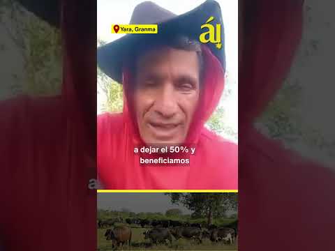 ¿Por qué no hay leche en Cuba? Un campesino expone la asfixia del régimen hacia los productores