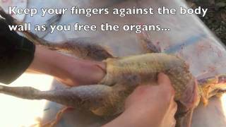 How to Gut a Guinea Fowl or other poultry