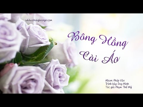 Bông hồng cài áo