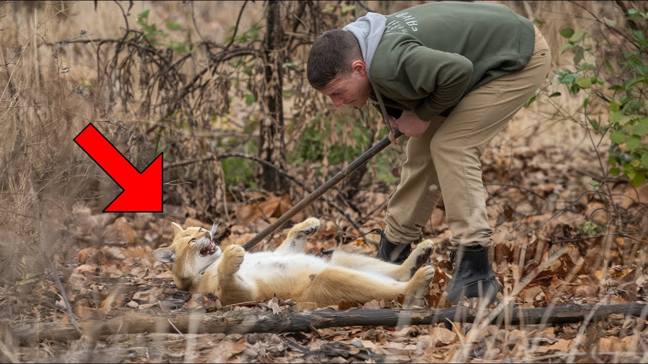 Man Saves Bobcat From Trap, But Then It Does Something Shocking To Him Every Day