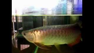 Super HB size ngoai 30