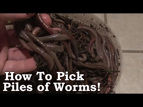 How to Pick Worms For Profit and Fishing! [Catching, Storing, Ideal Conditions, Habits+]