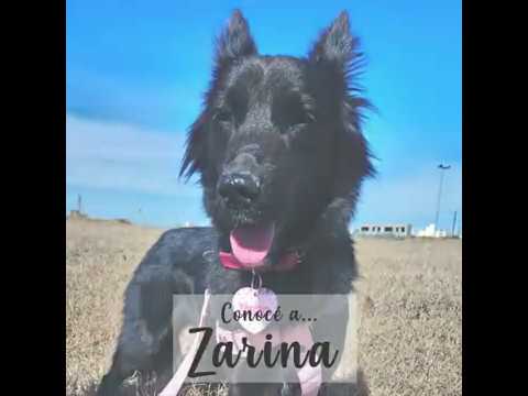 ❣️¡Final feliz para Zarina!❣️