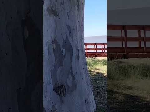 Playa Fomento. Colonia