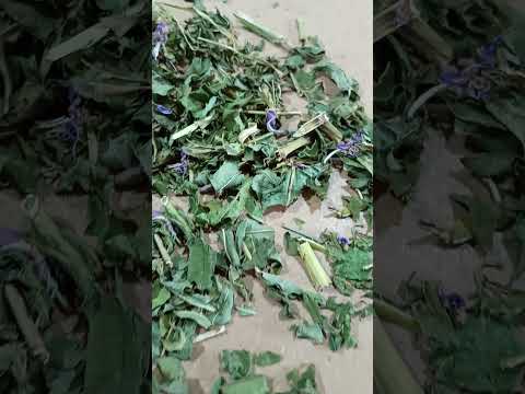 Иван чай трава (1 кг) - фото 1 - id-p2370868499