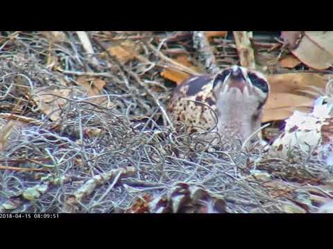 4/15/18 ~ SAVANNAH OSPREY, THE NEW BOBBLEHEAD