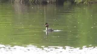 preview picture of video 'Grebe in New Zealand'
