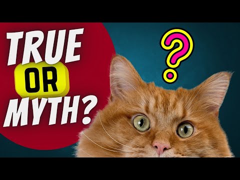 Mystery revealed: Are there homosexual cats?