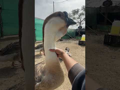 Swan Morning Day || swan duck || Maimuna