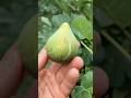 De la Senyora (Hivernenca) Fig - Amazing #fig #figtree #figboss #gardeningtips #fruittrees