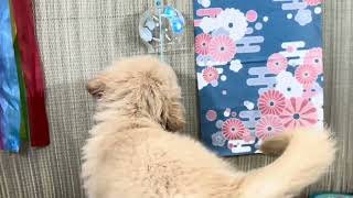 ゴールデンレトリバーの動画01