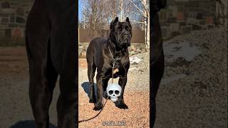 Download lagu Black dog transformation 💀🥶 mp3