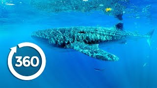 Whale Sharks at Risk | Racing Extinction (360 Video) by Animal Planet