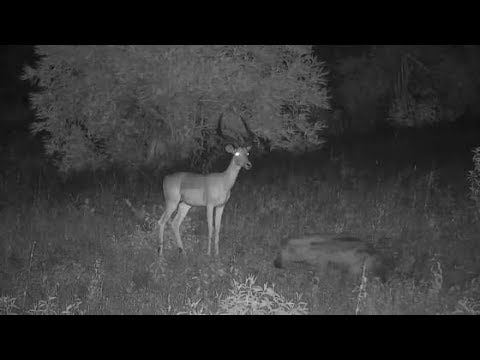 Djuma: Hyena walks up to Impalas - 20:52 - 01/16/2020