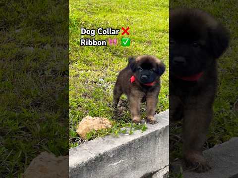 Morning routine- When dog collar is too small for puppy 🐶 #slowliving #morningroutine  #relaxing