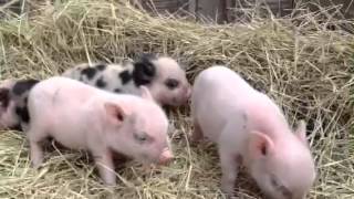 Polka-dotted micro pigs