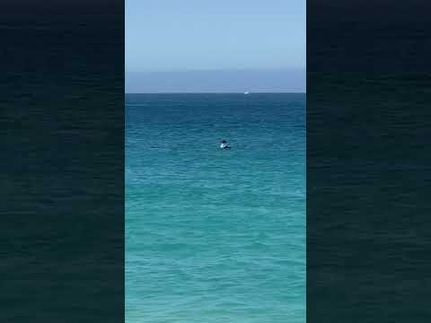 The Sting rays are a jumpin’