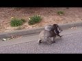 Very Angry Koala - Did you know why aggressive ...