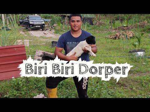 , title : '[ Episod 22 ] Ternakan Biri-Biri Dorper dengan kos rendah'