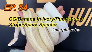 Morph Hunter EP. 54 l CG/Banana in Ivory/Puma/Super Stripe/Spark Specter