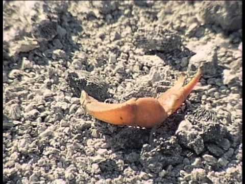 La Collection Cousteau 71/90 - Clipperton île de la solitude (1980)