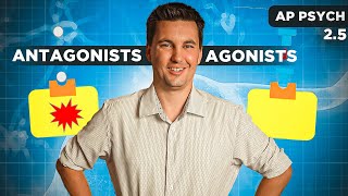 Agonists & Antagonists Drugs  [AP Psychology Unit 2 Topic 5]