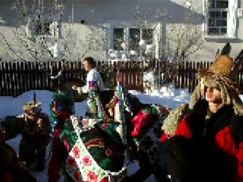 capra ostra suceava bucovina