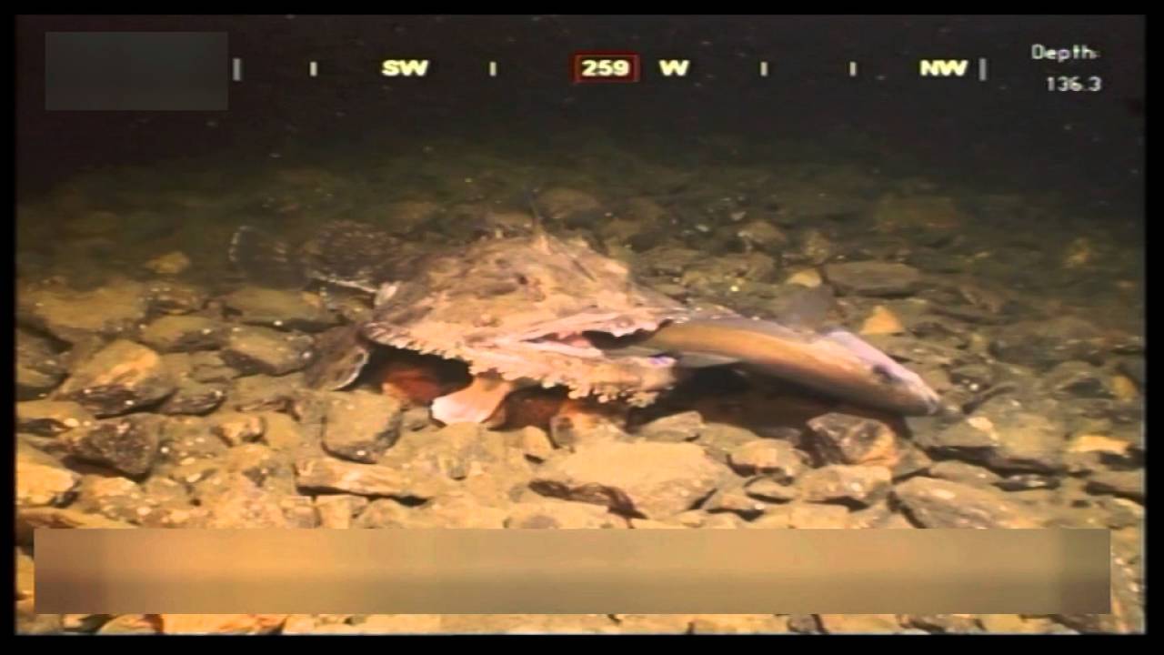 Monkfish having some sushi