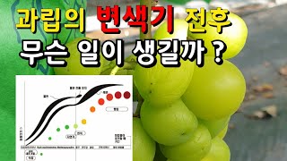 유럽종포도 이해하기 #제6편 #성숙발달1