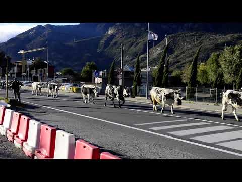 Transumanza di rientro