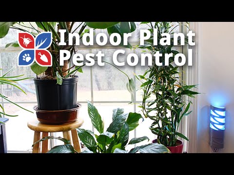 Houseplant Pest Control Video 