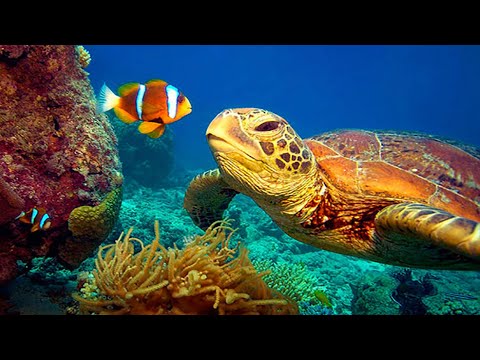 11 STUNDEN Atemberaubende 4K-Unterwasseraufnahmen + Musik | Seltenes und farbenfrohes Sea Life-Video