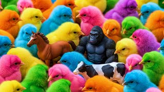 Download lagu Ayam Lucu, ayam warna warni, ayam rainbow, kelinci lucu, bebek lucu, ikan koi, Hewan Lucu mp3