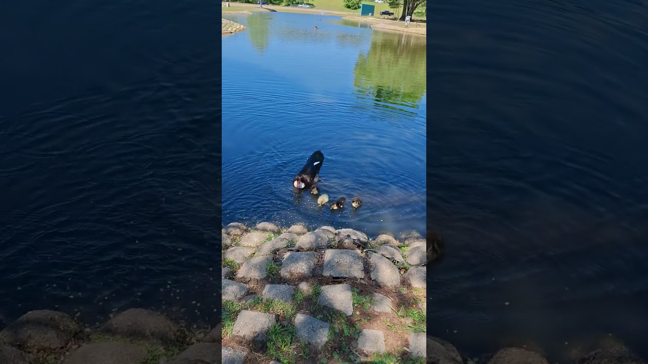 Mama WIth 5 Babies  Is Down To 4 - April 11, 2026