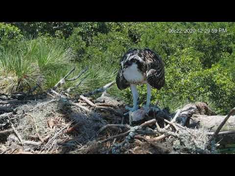 Osprey Fledgling Vocalizes As Fish Crow Perches Nearby In Savannah, Georgia – June 22, 2020