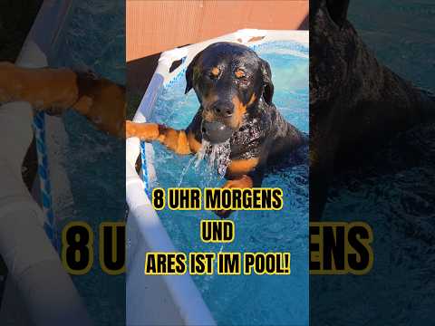 🤦‍♂️ Ich wollte frühstücken... 🐕🌊 Ares springt einfach in den Pool