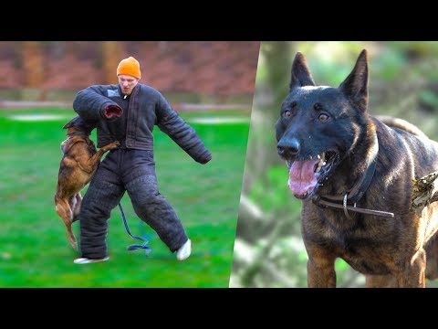 GEBETEN WORDEN DOOR EEN POLITIEHOND! (heftig) #2354