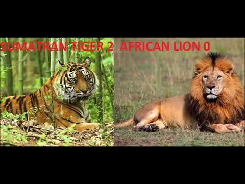 Sumatran Tiger vs African Lion - Classic Footage Sumatran Tiger 2  African Lion 0