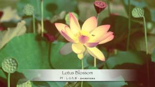 Lotus Blossom