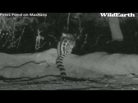 A Close Call for a Large-spotted Genet at Pete's Pond August 9, 2013