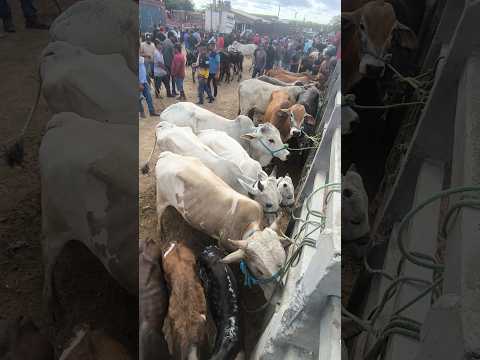 FEIRA DO GADO DE CAMPINA GRANDE-PB #shorts