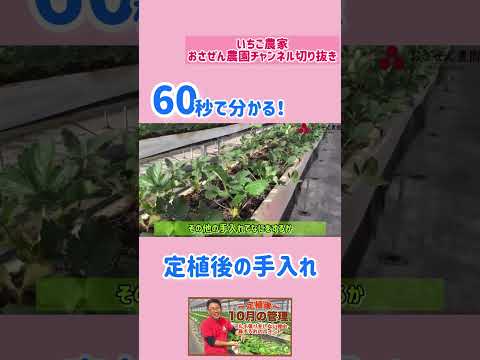 家庭菜園でイチゴを育てる