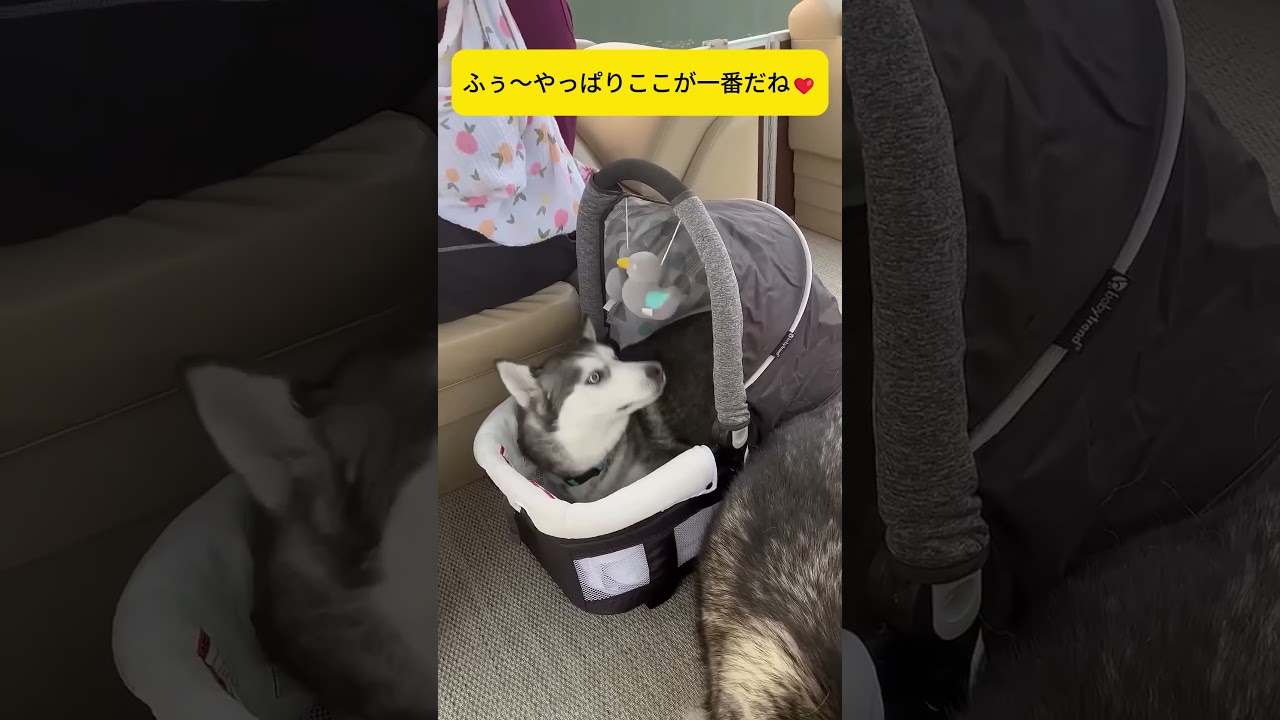 私も赤ちゃん！」ベビーシートに無理やり収まるハスキー #犬 #動物 #ゴールデンレトリバー