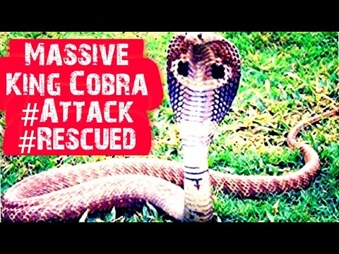 Massive King Cobra Snake Attack, Caught, Rescued | नाग सांप | बीन | नागिन |