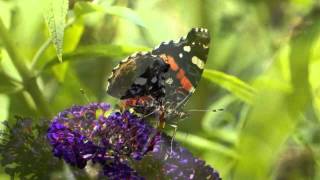 ARMIK - Lost in Paradise