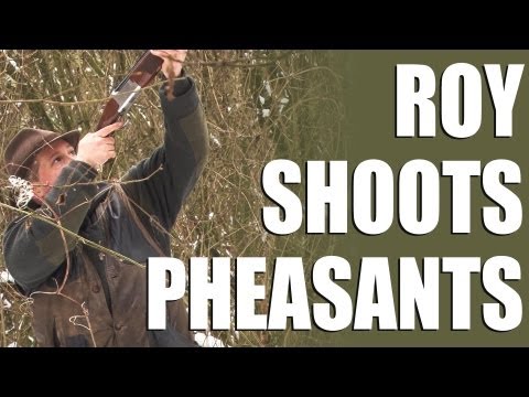Driven pheasants – Roy goes on a shoot day in Hampshire Driven pheasants – Roy goes on a shoot day in Hampshire