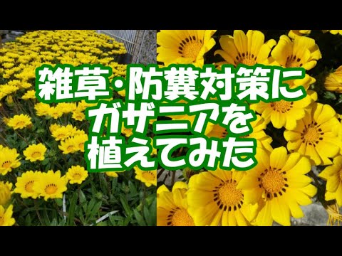 ガザニア、真昼の金 植物