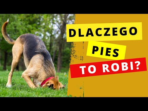 Why is my dog ​​acting this way? Strange reactions to stress.