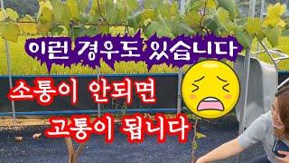 포도나무 소통이 안되면... 결국...끊어집니다 ㅠㅠ