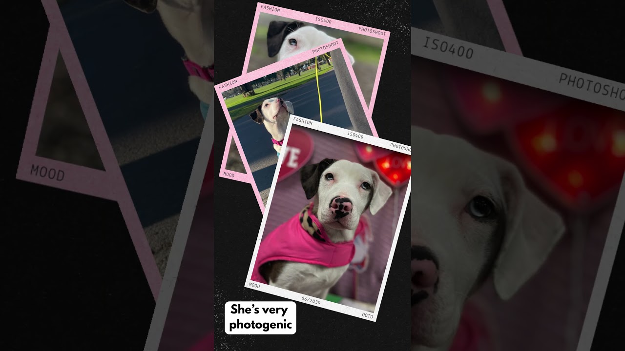 Enlarge Viola, an adoptable mixed breed in Lake Oswego, OR video 6/6